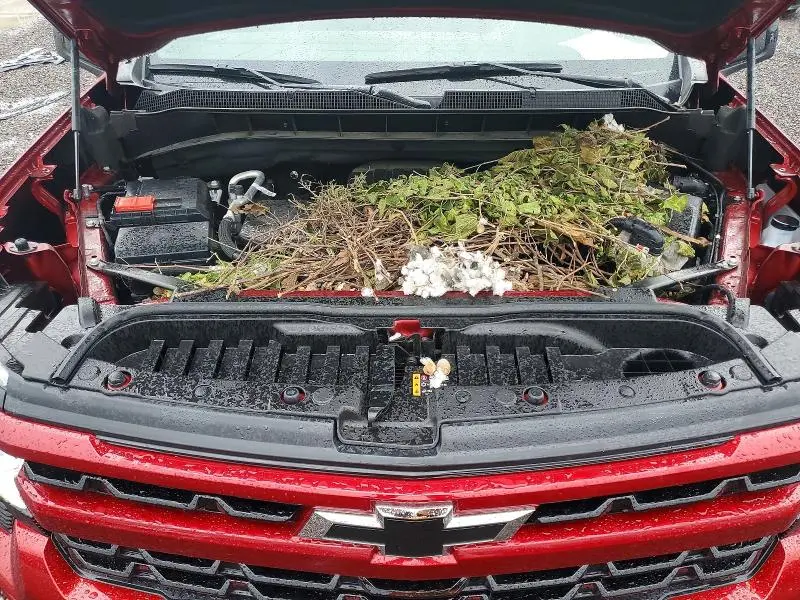 2025 CHEVROLET SILVERADO K1500 RST  