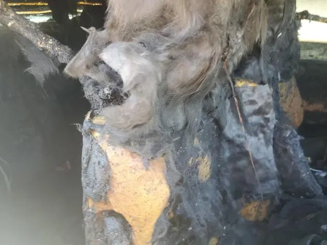 2020 DODGE CHALLENGER R/T  