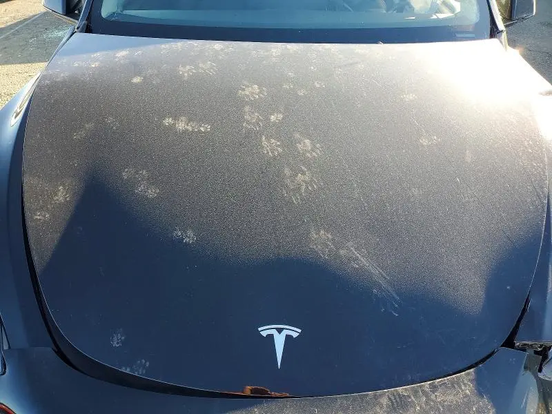 2025 TESLA MODEL Y   